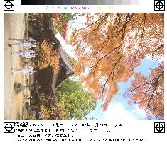 Autumn leaves on Mt. Koyasan