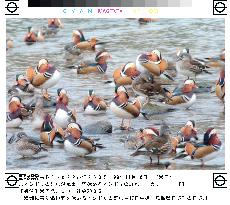 Mandarin ducks come flying from north