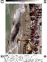 Pacific resort town battles to save beached whale