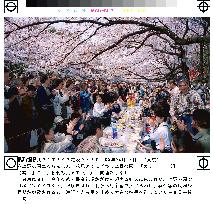 Tokyoites celebrate 'hanami' at Ueno Park
