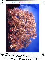 Centuries-old giant cherry tree lit up