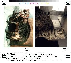 Fukuoka zoo breeds endangered Japanese wildcats
