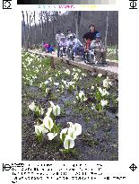 Skunk cabbages draw onlookers on Oze marshland opening day