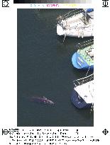 Injured whale spotted in Yokohama harbor