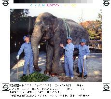 Popular elephant dies of old age at Tokyo's Ueno Zoo