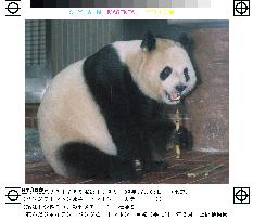 Female panda 'Tong Tong' dies at Ueno Zoo