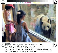 Children meet pandas in Kobe