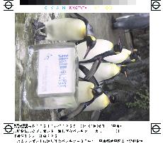 Penguins at Ueno Zoo given ice block