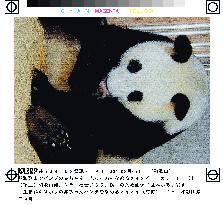 Panda from China gives birth to baby