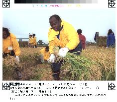 Diplomats, families join rice harvest festival in Hokkaido