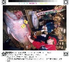 Tuna fetches 20 mil. yen at 1st auction of 21st century