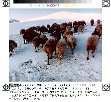 More animals die in Mongolia's worsening winter disaster