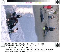 50 whales run ashore on Japanese coast