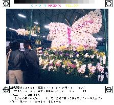 Orchid exhibition to open in Tokyo