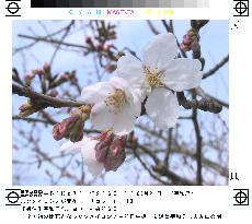 Cherry blossoms come out in Ehime Pref.