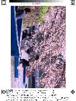 Cherry blossoms at Tokyo's Chidorigafuchi