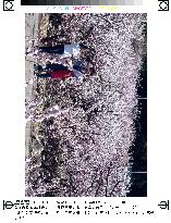 Apricot flowers in full bloom in Nagano