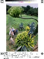 Mexican maguey blossoms at Tokyo's Hama detached palace