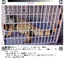 1.2-meter long iguana found on street in Fukuoka Pref.