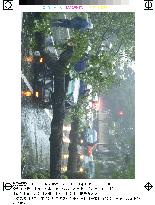 Typhoon knocks over tree