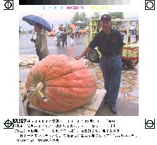 Giant 370-kg pumpkin judged heaviest in Japan