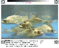 Japanese firm succeeds in breeding 'golden' goldfish