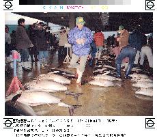 Year's first tuna auction held in Wakayama Pref.
