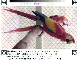 Tokyo man arrested for allegedly selling rare macaws