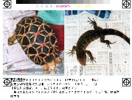 Japanese smuggler of turtles, lizards arrested