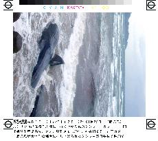 14 beached whales found in Kagoshima Pref.