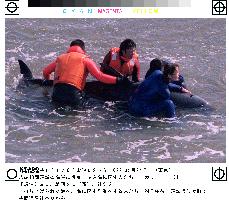 10 whales found beached in Ibaraki
