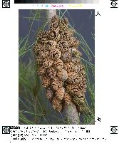 Red pine holding some 70 cones found