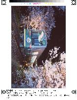 Kyodo train runs through tunnel of cherry blossoms