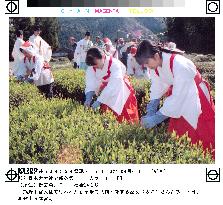 Traditional tea-picking at Kumano shrine