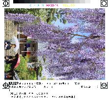 Wisteria in bloom in Wakayama