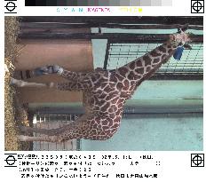 Giraffe at Akita zoo gets artificial leg