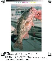 Gov't to limit fishing rights for black bass