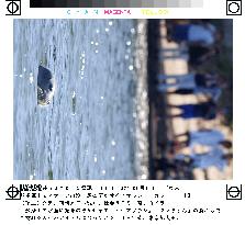 Seal seen swimming in Tokyo's Tama River