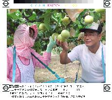 Pear harvesting begins in Tottori