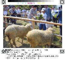Osaka to have sheep weed riversides