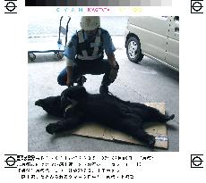 Bear electrocuted in Kyoto