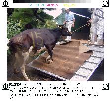 Kanagawa to destroy 37 cows on farm in latest BSE case