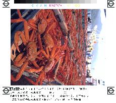 Season's first snow crab catch auctioned