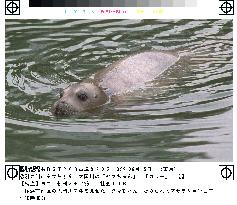 'Tama-chan' seal spotted this time in Yokohama's Ooka River