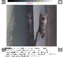 'Tama-chan' spotted again in Yokohama's Katabira River