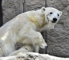 Polar bears at northern Japan zoo