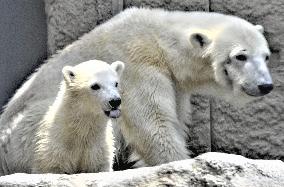 Polar bears at northern Japan zoo