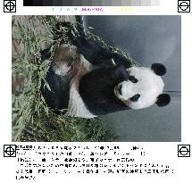 New panda arrives at Kobe zoo