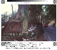 (1)World's longest tree-lined avenue in Tochigi under threat