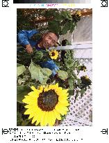 Winter sunflowers to be dedicated at Kobe quake anniversary